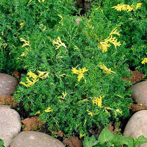 Cyprysik Saffron Spray interface.image 1 interface.art 4498