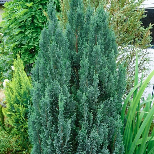 Cyprysik Van Pelts Blue interface.image 1 interface.art 9692