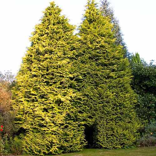 Cyprysowiec Leylanda Castlewellan interface.image 1 interface.art 4037