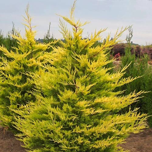 Cyprysowiec Leylanda Robin's Gold interface.image 1 interface.art 9426