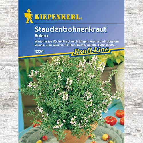 Cząber górski Bolero interface.art zdjęcie 1 Cząber górski Bolero interface.image 1 interface.art 86333