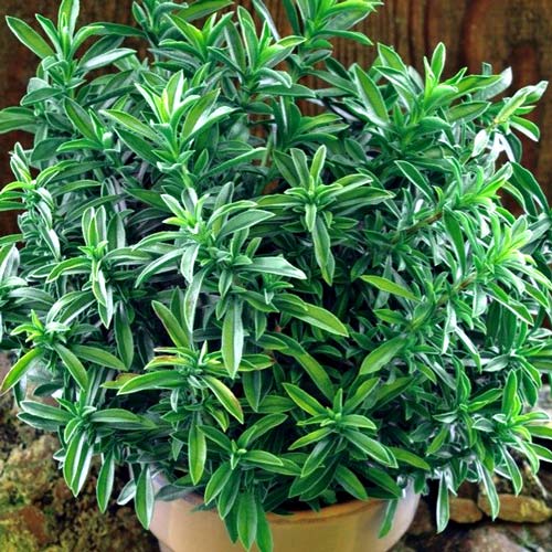 Cząber interface.image 1 interface.art 8913