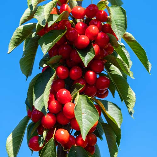 Czereśnia (columnar) Her Torra interface.image 1 interface.art 2010