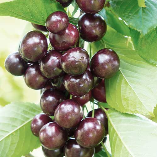 Czereśnia (columnar) Narana interface.image 1 interface.art 2011