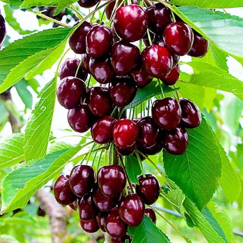 Czereśnia (columnar) Reggina interface.image 1 interface.art 2012