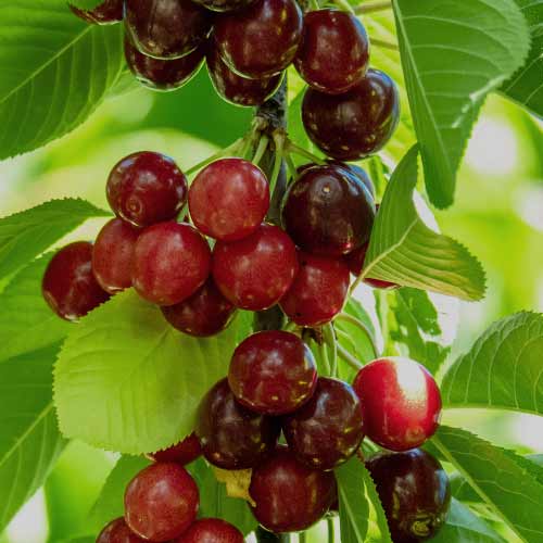 Czereśnia (columnar) Sabrina interface.image 1 interface.art 2013