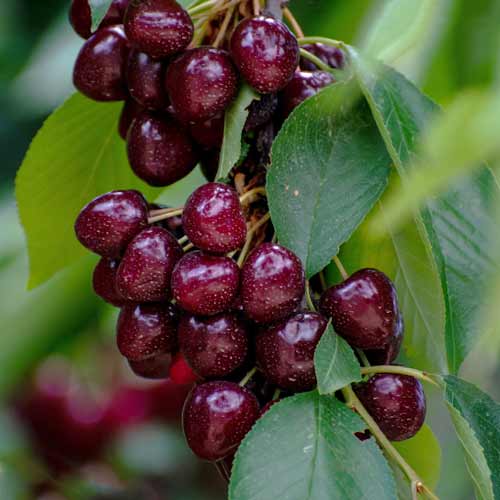 Czereśnia (columnar) Samba interface.image 1 interface.art 2014