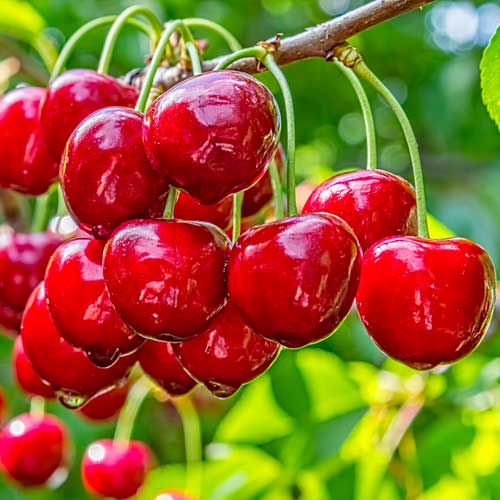 Czereśnia Elegant Joy, С2 interface.image 1 interface.art 1628