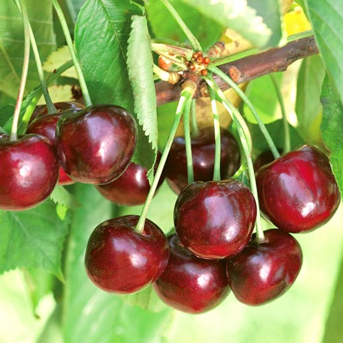 Czereśnia Ferrovia interface.art zdjęcie 1 Czereśnia Ferrovia interface.image 1 interface.art 7970