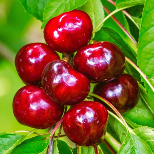 Czereśnia Germesdorfer interface.image 1 interface.art 7966