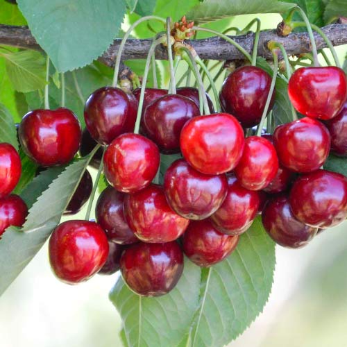 Czereśnia Her Torra interface.art zdjęcie 1 Czereśnia Her Torra interface.image 1 interface.art 4278