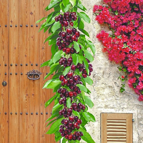 Czereśnia kolumnowa czarna Victoria, С2 interface.image 1 interface.art 1923