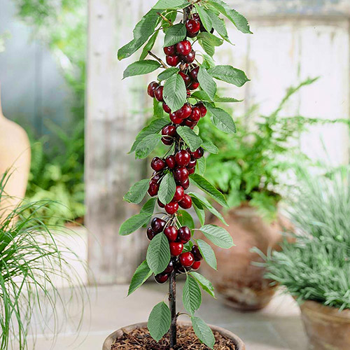 Czereśnia kolumnowa czarna interface.image 1 interface.art 1946