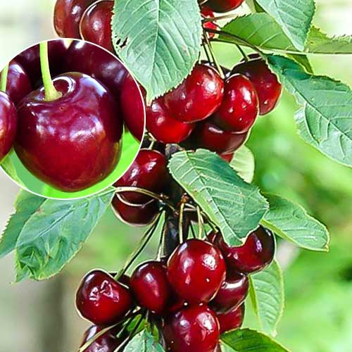 Czereśnia kolumnowa Helene interface.image 1 interface.art 1925