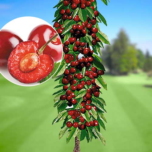 Czereśnia kolumnowa Queen Mary, С2 interface.image 1 interface.art 1921