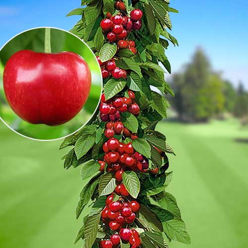 Czereśnia kolumnowa Silva interface.image 1 interface.art 1924