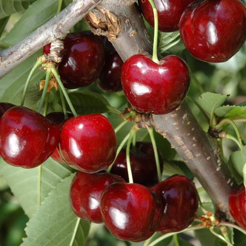 Czereśnia Lycia interface.image 1 interface.art 7968