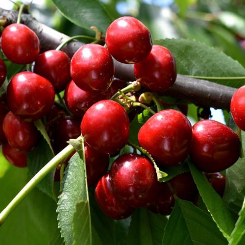 Czereśnia Lydia, С2 interface.image 1 interface.art 7967