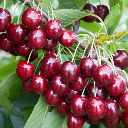 Czereśnia Regina interface.image 1 interface.art 7484