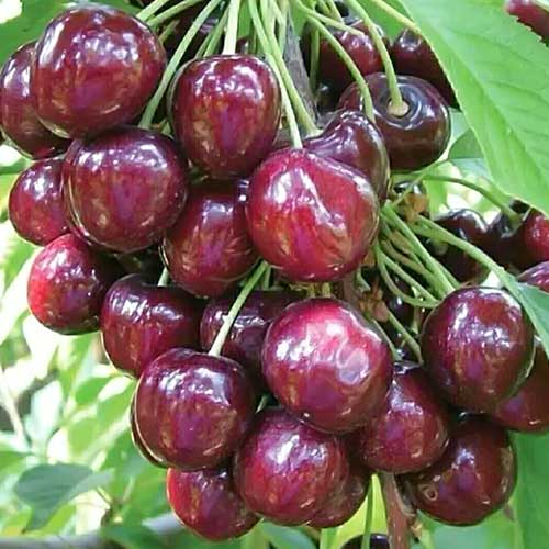 Czereśnia Sabrina interface.image 1 interface.art 6926