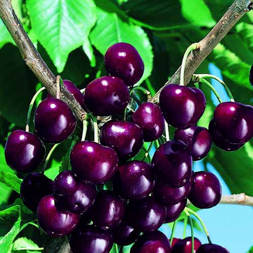 Czereśnia Skeena interface.image 1 interface.art 4871