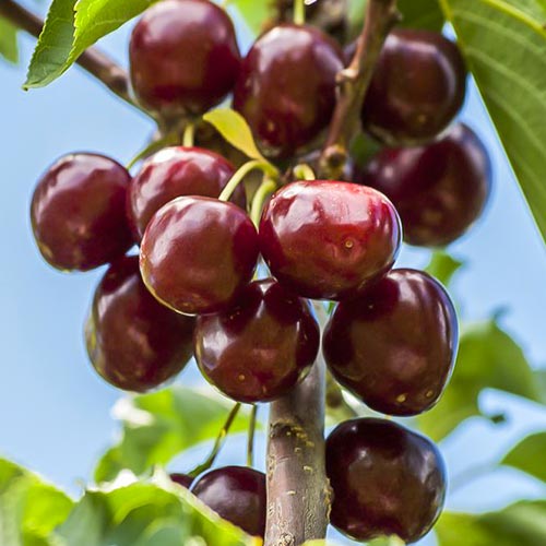 Czereśnia Summit interface.image 1 interface.art 6918