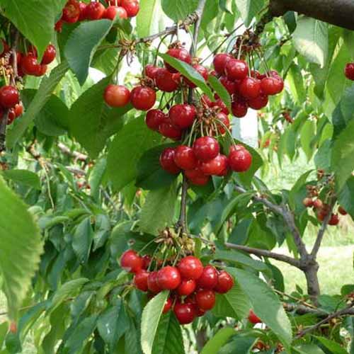 Czereśnia Swing interface.image 1 interface.art 4872