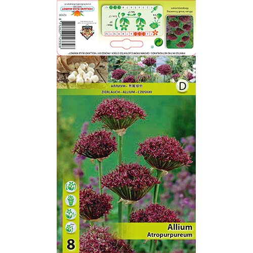 Czosnek (Allium) Atropurpureum interface.art zdjęcie 1 Czosnek (Allium) Atropurpureum interface.image 1 interface.art 68053