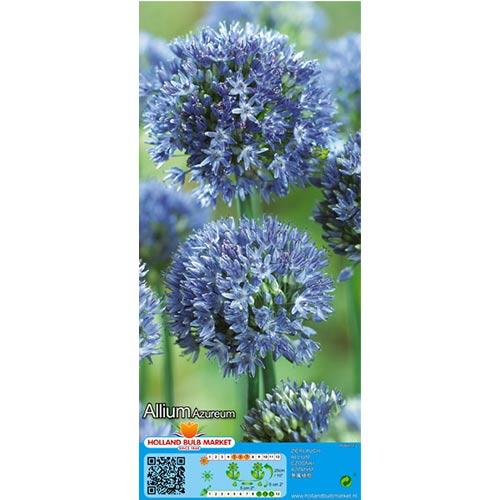 Czosnek (Allium) Azureum interface.image 1 interface.art 67570