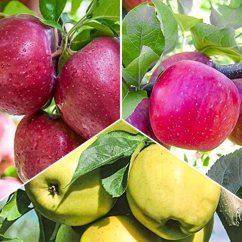 Super oferta! Zestaw Jabłkowe trio, 3 sadzonki interface.art zdjęcie 1 Super oferta! Zestaw Jabłkowe trio, 3 sadzonki interface.image 1 interface.art 6945