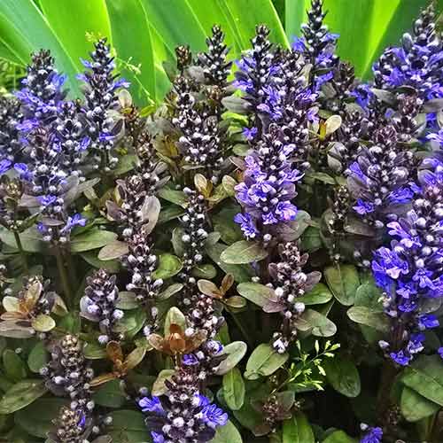 Dąbrówka rozłogowa Chocolate Chip interface.image 1 interface.art 01343