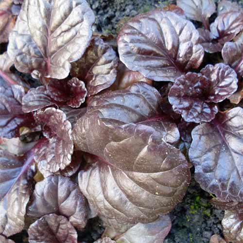 Dąbrówka rozłogowa Braunhertz interface.image 1 interface.art 01341