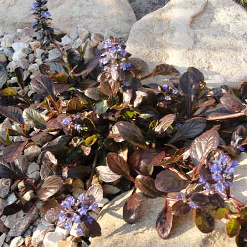 Dąbrówka rozłogowa Edi interface.image 1 interface.art 01344