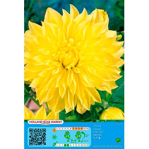 Dalia American Sun interface.art zdjęcie 1 Dalia American Sun interface.image 1 interface.art 76406