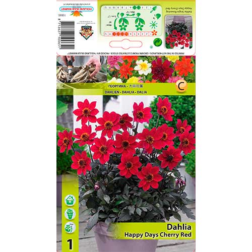 Dalia Happy Days Cherry Red interface.art zdjęcie 1 Dalia Happy Days Cherry Red interface.image 1 interface.art 76210