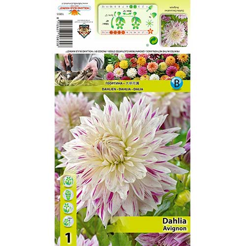 Dalia Avignon interface.image 1 interface.art 70480