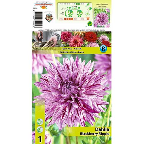 Dalia Blackberry Ripple interface.art zdjęcie 1 Dalia Blackberry Ripple interface.image 1 interface.art 70370