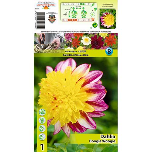 Dalia Boogie Woogie interface.image 1 interface.art 70371