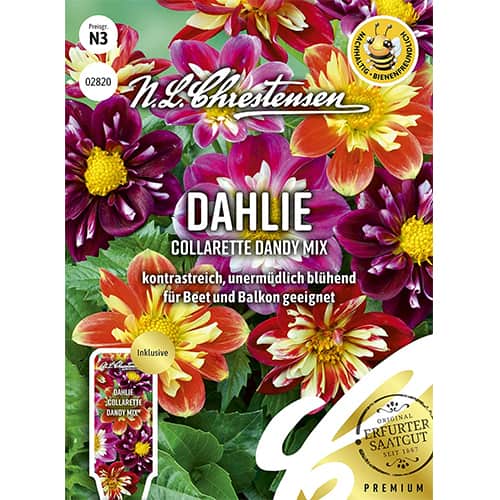 Dalia Collarette Dandy, mix kolorow interface.image 1 interface.art 87806