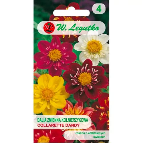 Dalia zmienna kołnierzykowa Collarette Dandy, mix interface.art zdjęcie 1 Dalia zmienna kołnierzykowa Collarette Dandy, mix interface.image 1 interface.art 69580