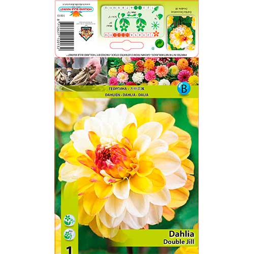 Dalia Double Jill interface.image 1 interface.art 76563