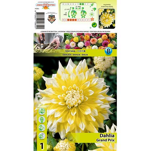 Dalia Grand Prix interface.image 1 interface.art 70373