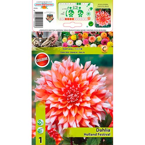 Dalia Holland Festival interface.image 1 interface.art 76581