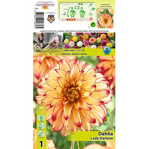 Dalia Lady Darlene interface.image 1 interface.art 70377