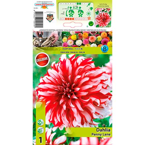 Dalia Penny Lane interface.image 1 interface.art 76217