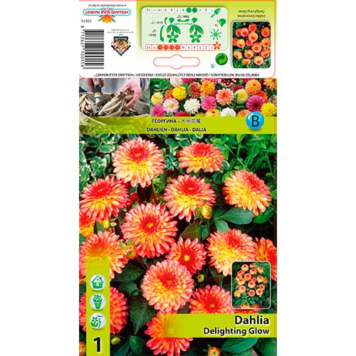 Dalia Delighting Glow interface.image 1 interface.art 76566