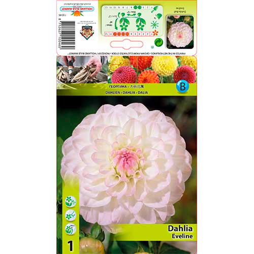 Dalia Eveline interface.image 1 interface.art 76583