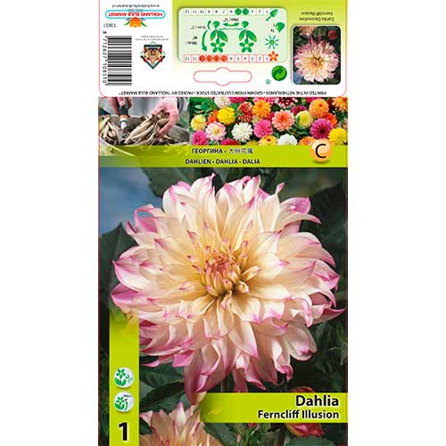 Dalia Ferncliff Illusion interface.image 1 interface.art 76579