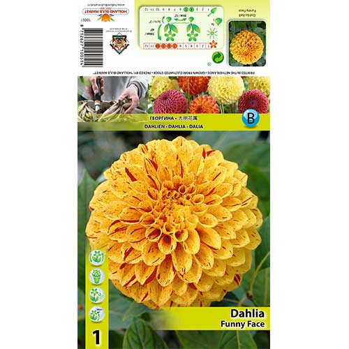 Dalia Funny Face interface.image 1 interface.art 70483