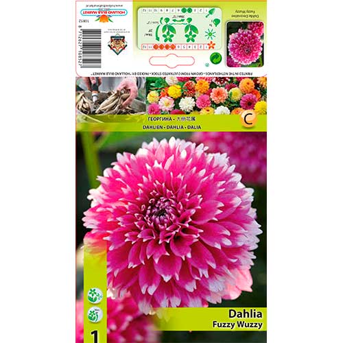 Dalia Fuzzy Wuzzy interface.image 1 interface.art 76580